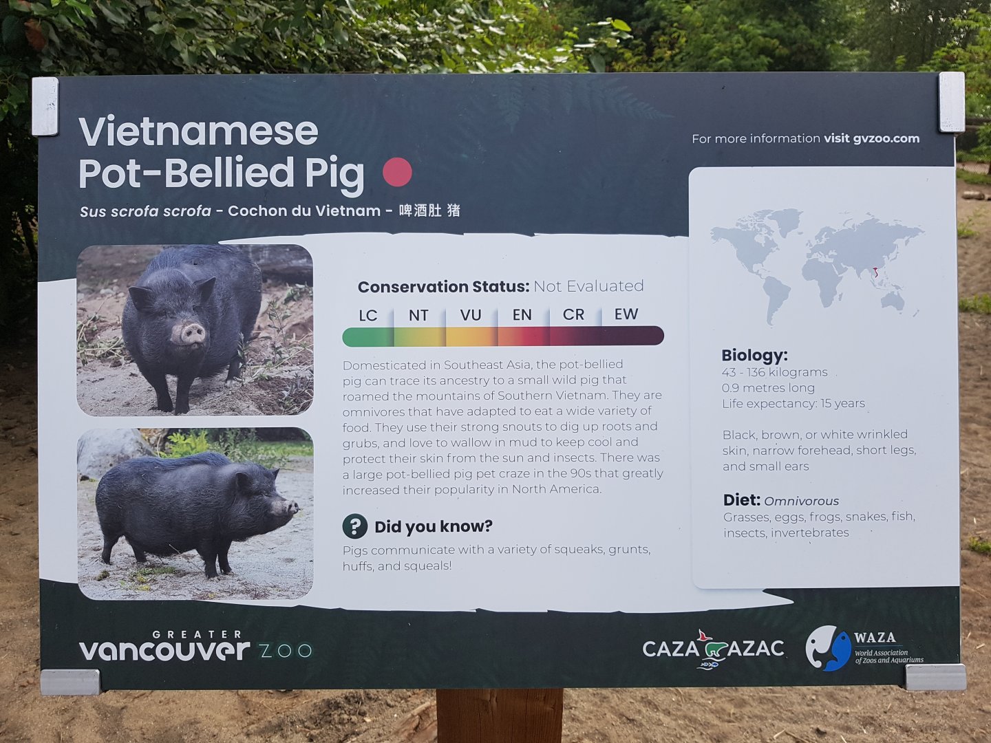 Vietnamese Pot-Bellied Pig Sign