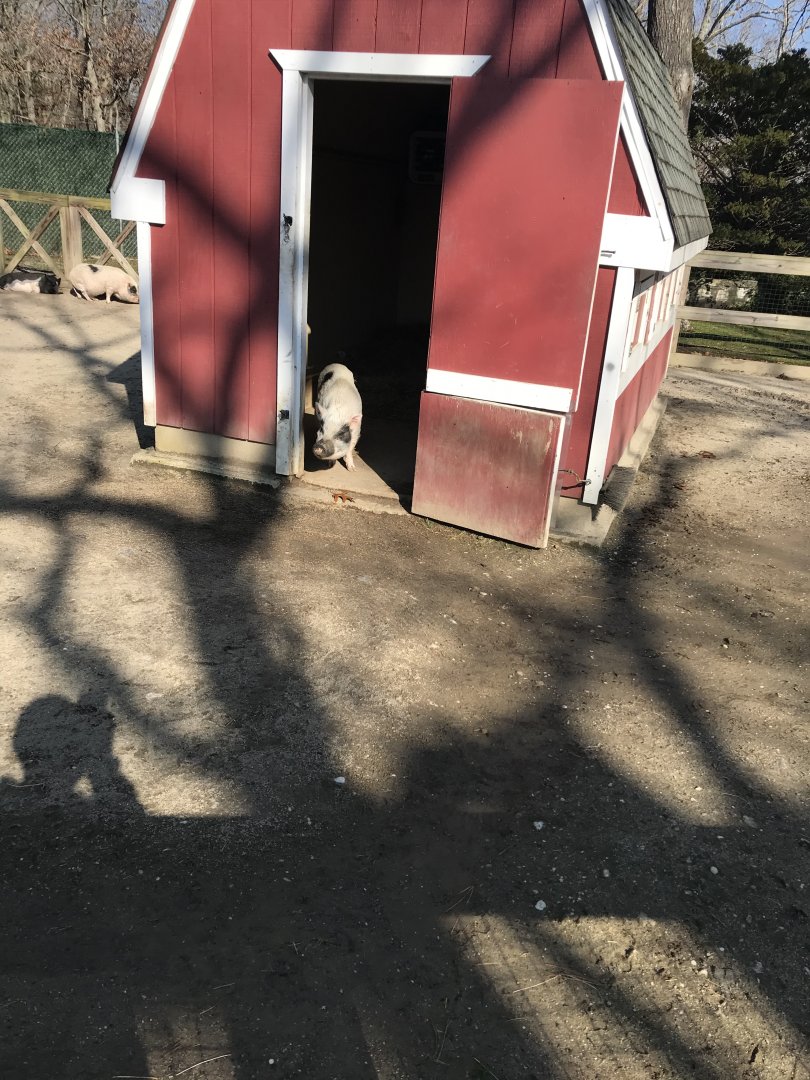 Vietnamese pot-bellied pig