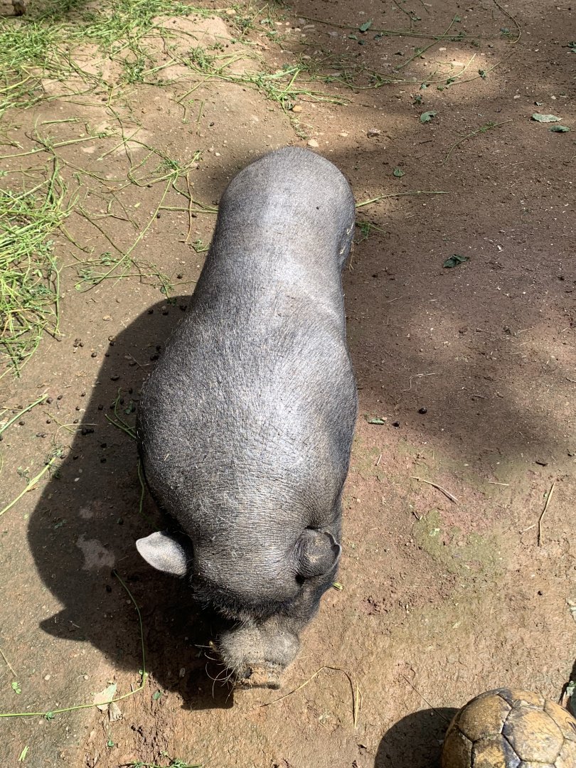 Vietnamese pot-bellied pig