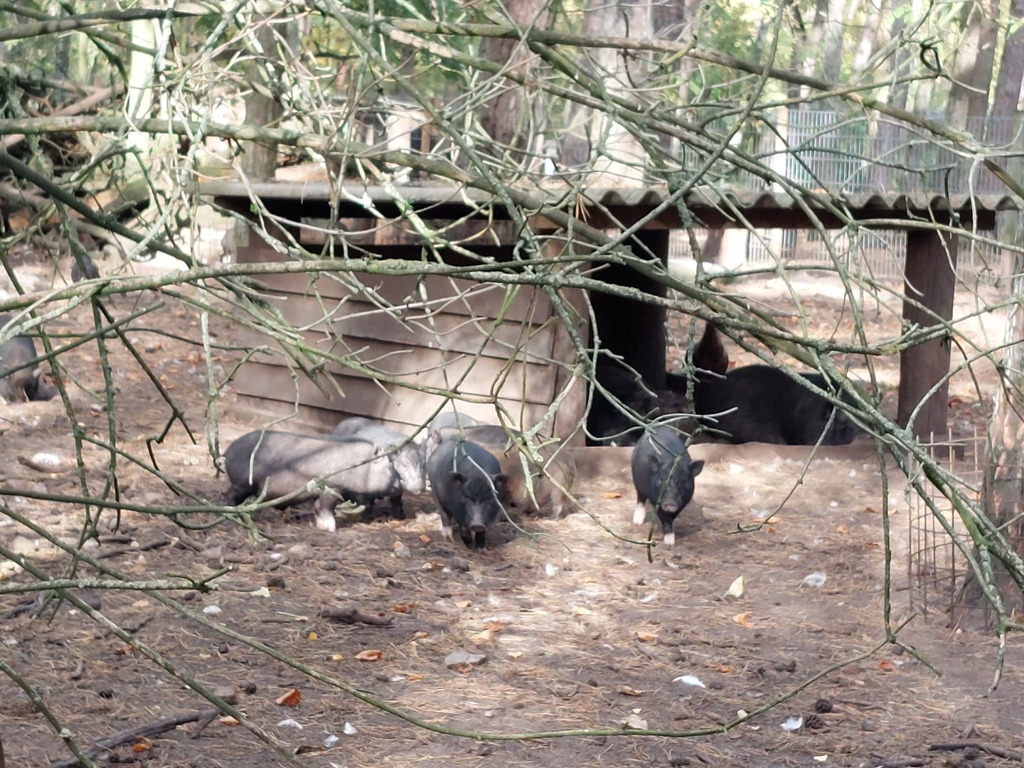 Vietnamese Pot-bellied pigs