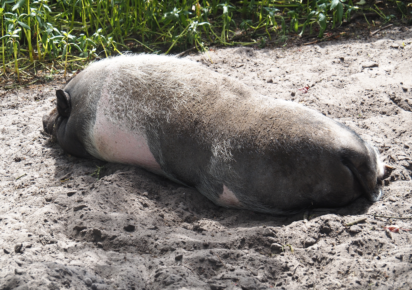 Vietnamese pot-bellied (Sus domesticus), 2024-05-21