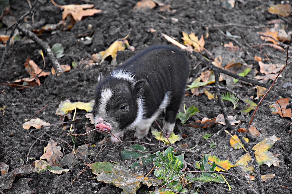Vietnamese Pot-bellied
