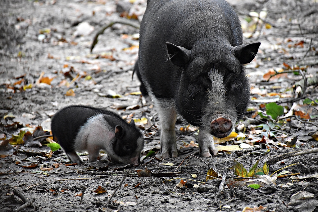 Vietnamese Pot-bellied