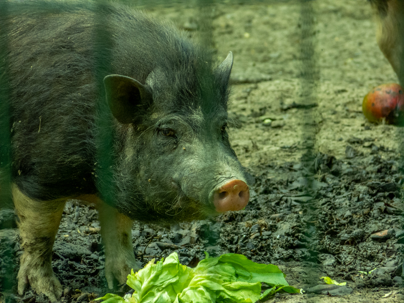 Vietnamese Pot-bellied