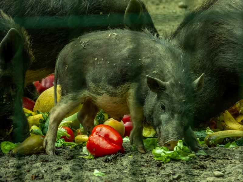Vietnamese Pot-bellied
