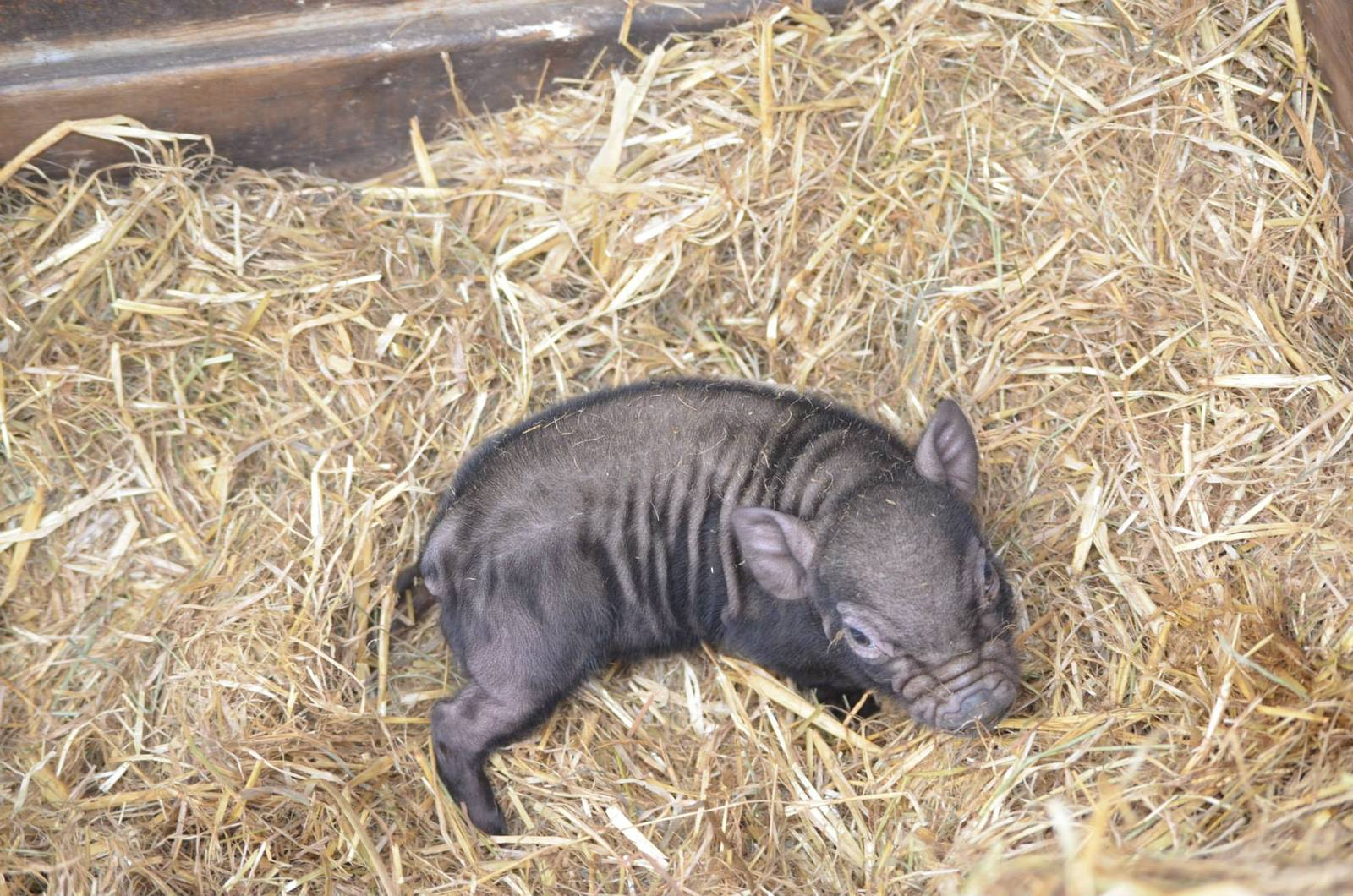 Vietnamese Potbellied Pig