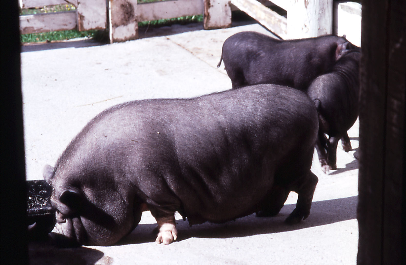 Vietnamese Potbellied Pigs - 1987