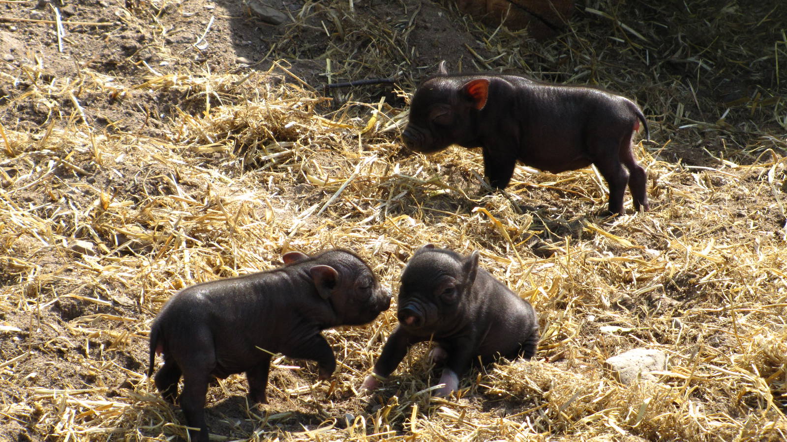 Vietnamese Potbellied Pigs