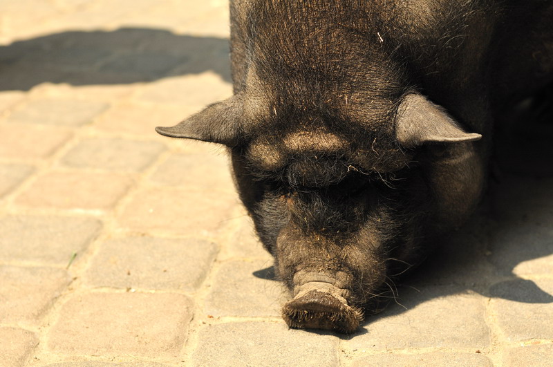 Vietnamese potbelly at Wildpark Schwarze Berge