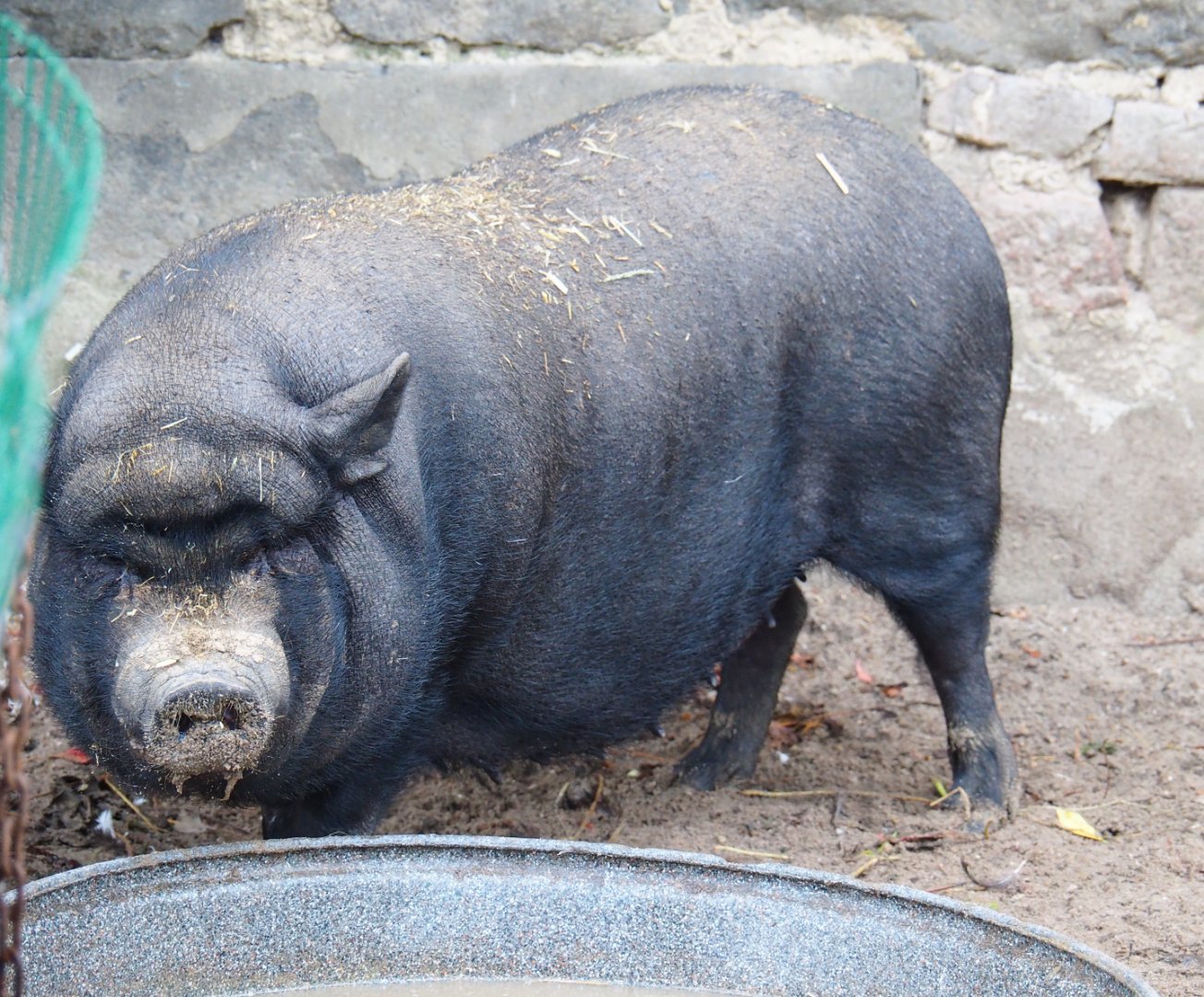 Vietnamese potbelly pig (Sus scrofa domesticus), 2019-10-04
