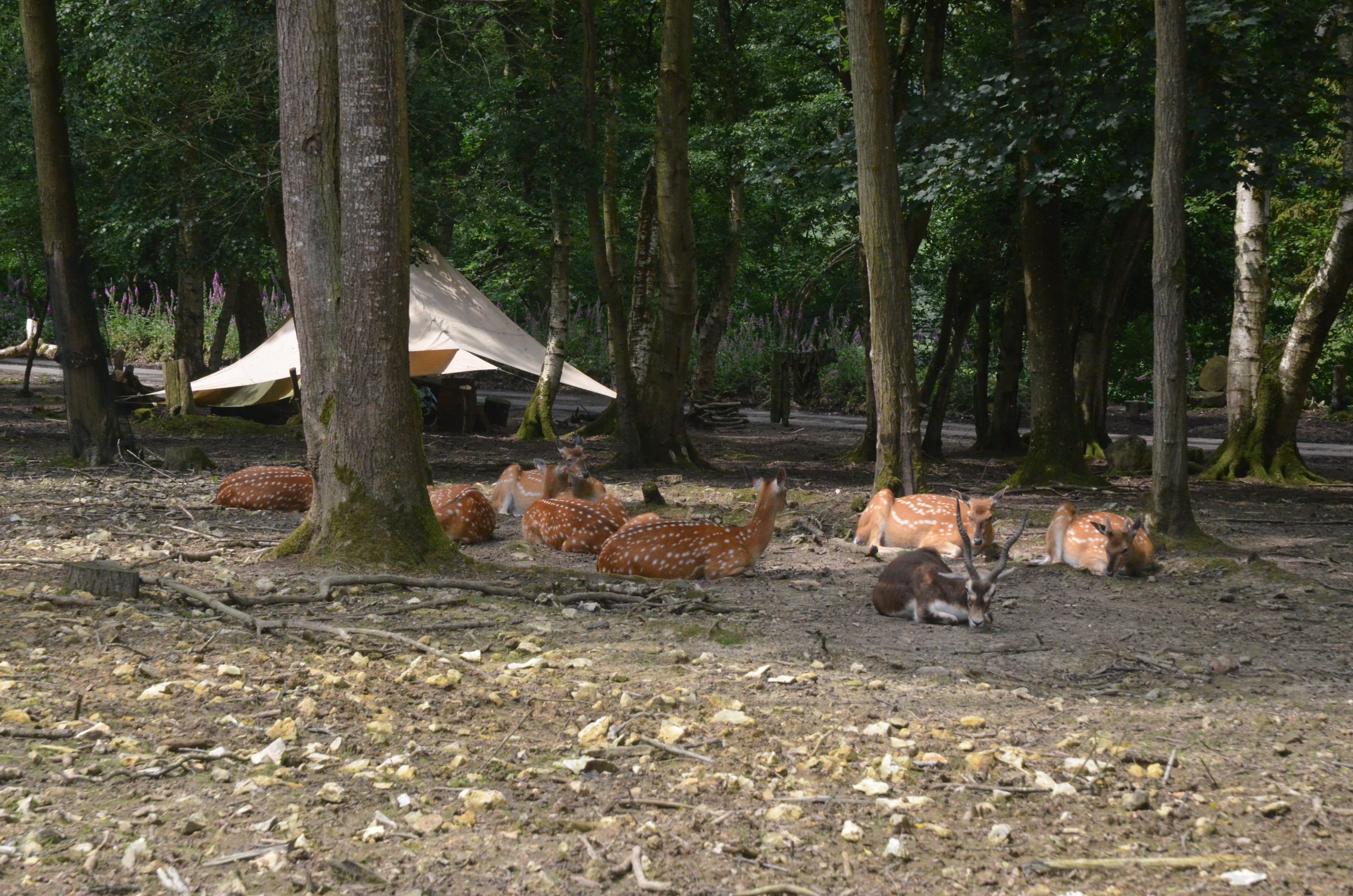 Vietnamese Sika and Blackbuck from the Road Train at CERZA, 10/06/18