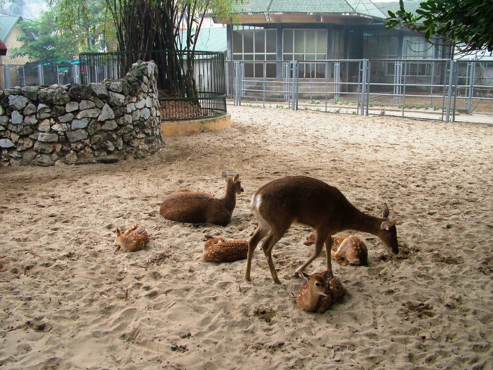 Vietnamese Sika at Hanoi Zoo, 15/03/12