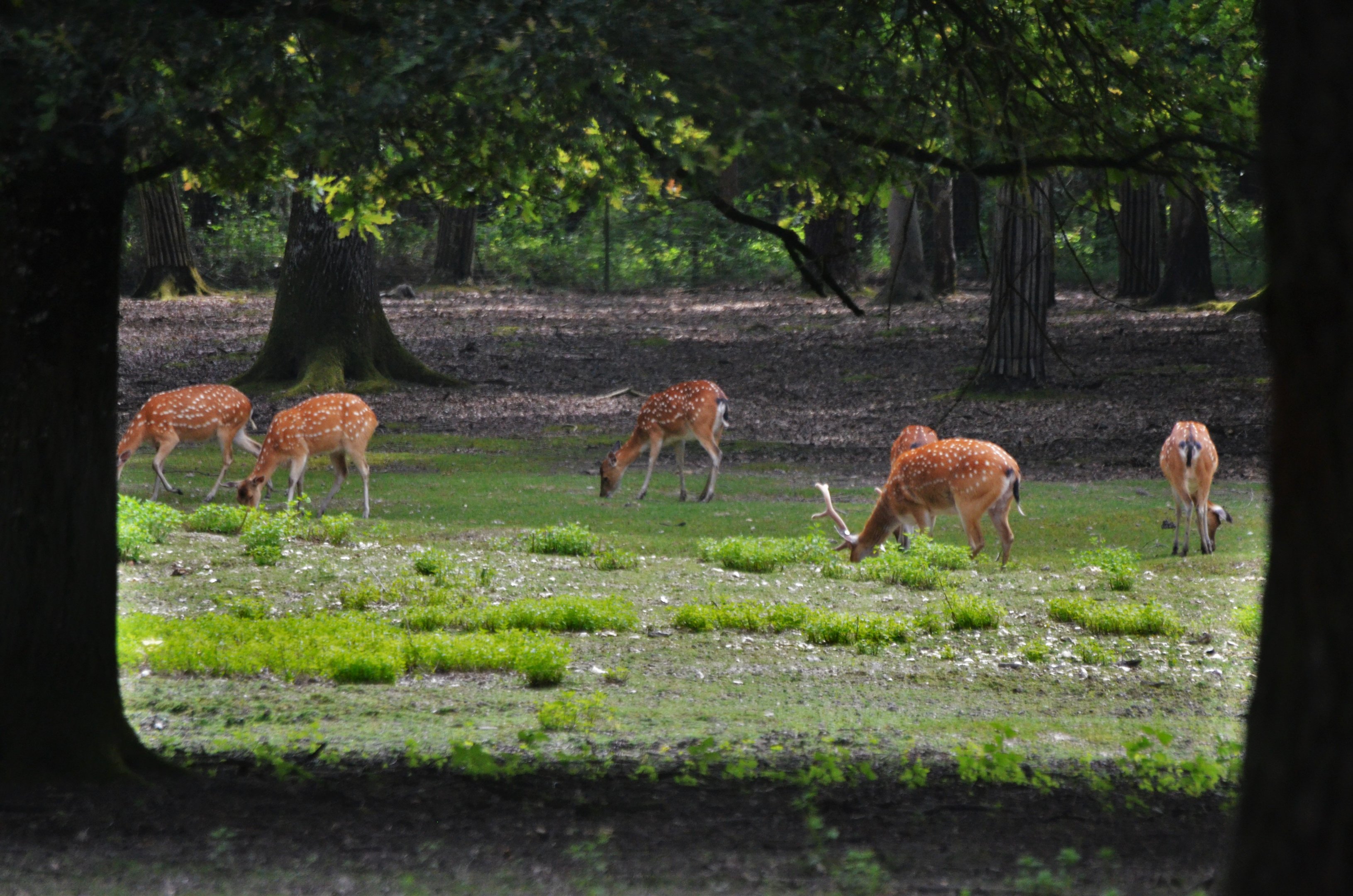 Vietnamese Sika at Haute-Touche, 14/06/18