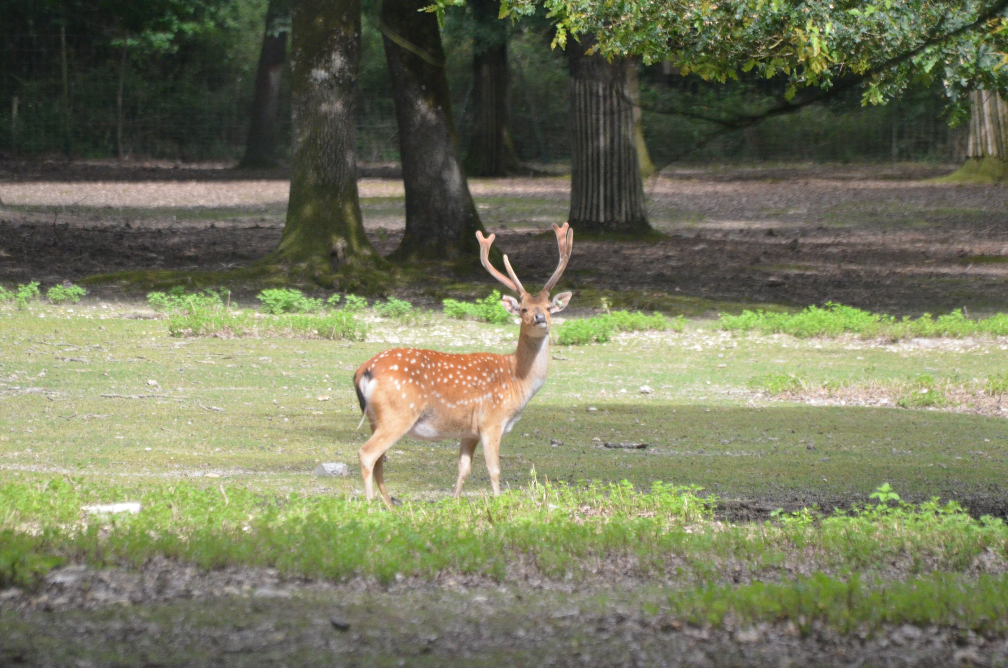 Vietnamese Sika at Haute-Touche, 14/06/18