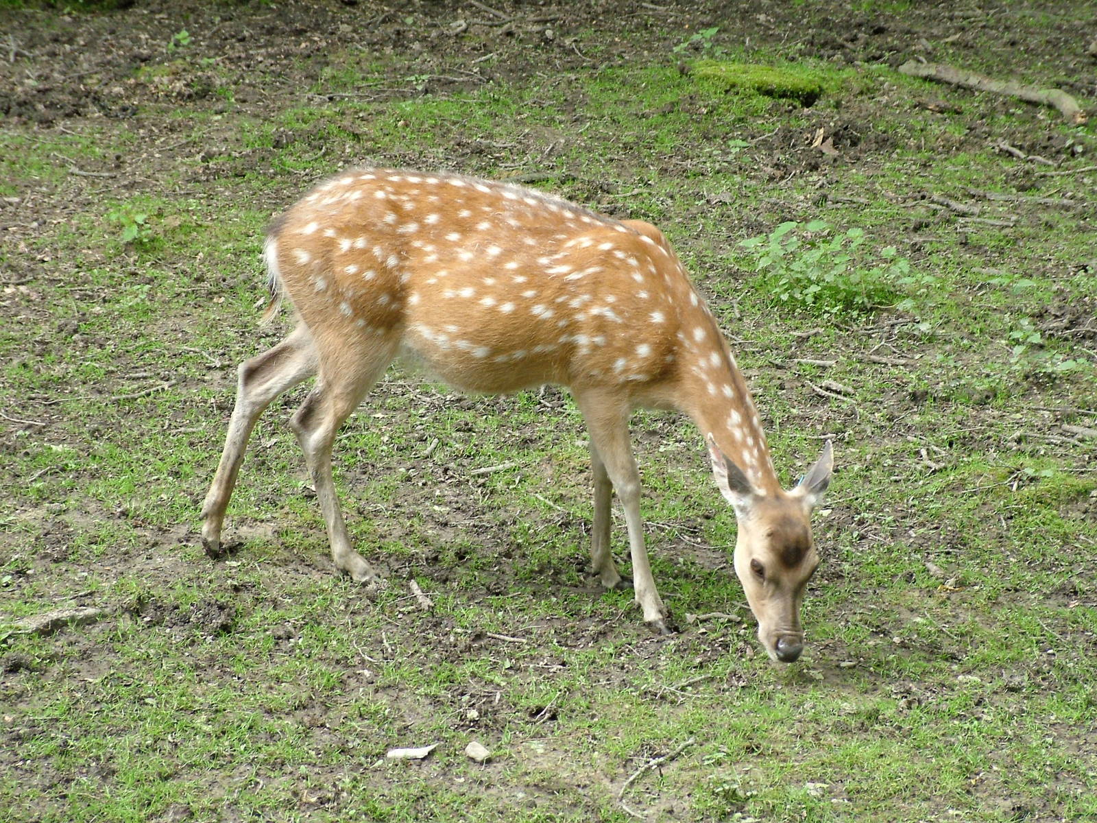 Vietnamese Sika at Ostrava, 29/05/10