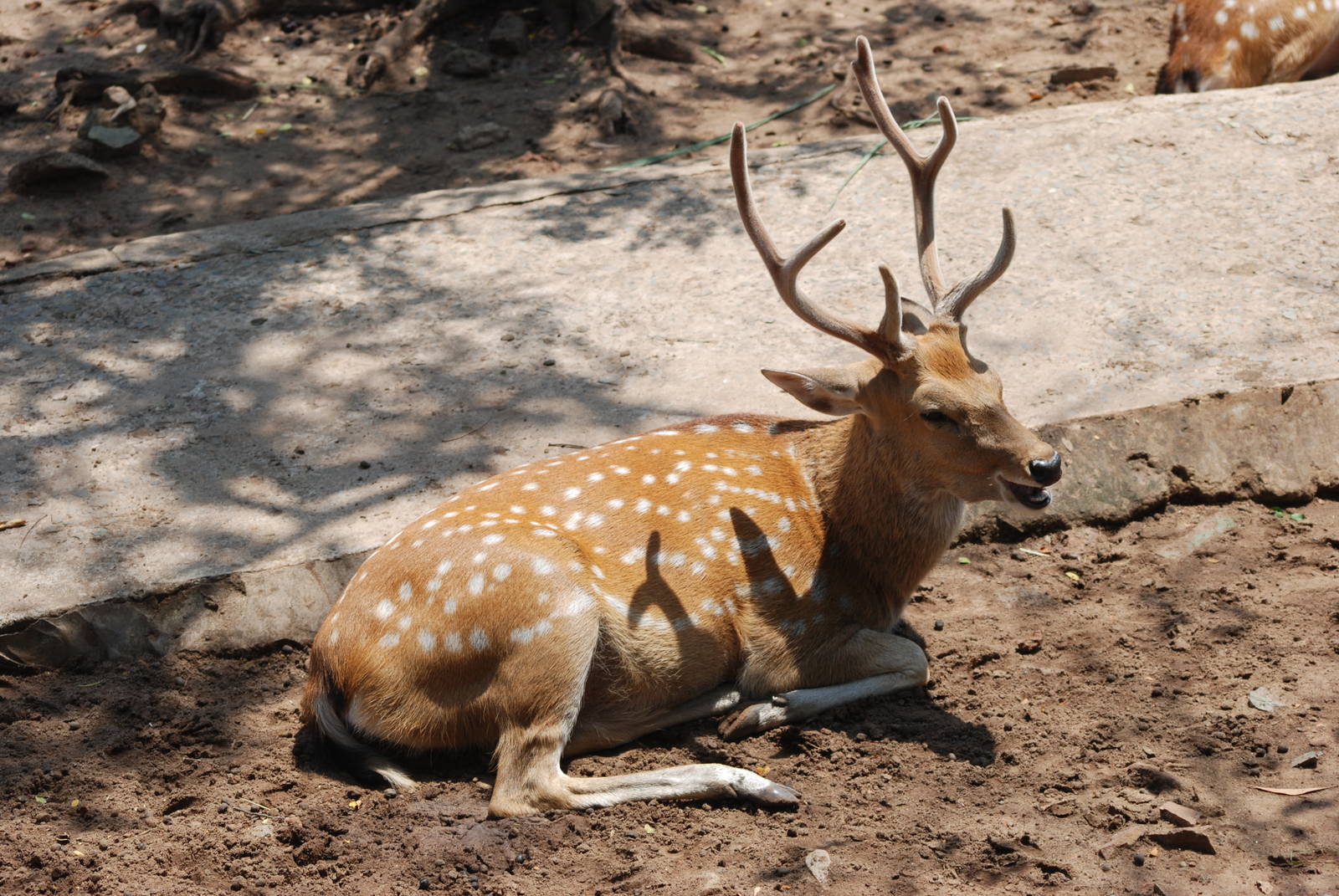 Vietnamese Sika at Saigon Zoo, 16/03/12