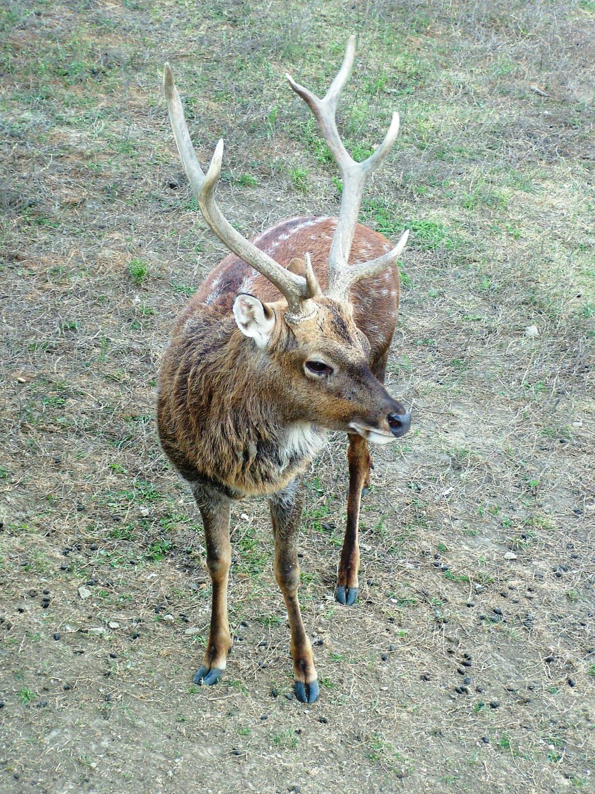 Vietnamese Sika at Usti, 29/08/12