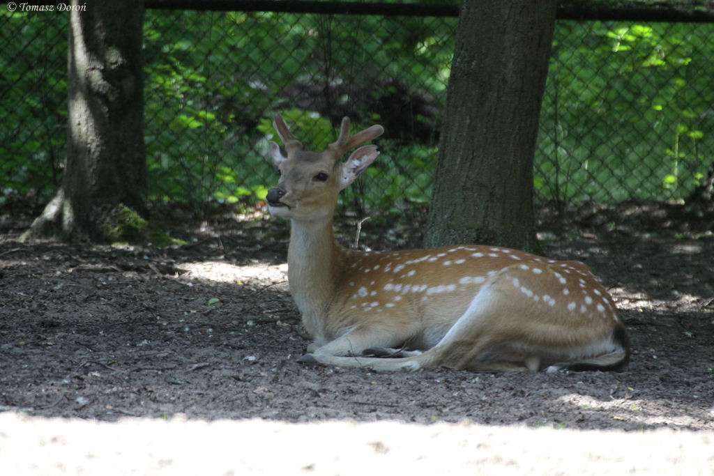 Vietnamese Sika (Cervus nippon pseudaxis)
