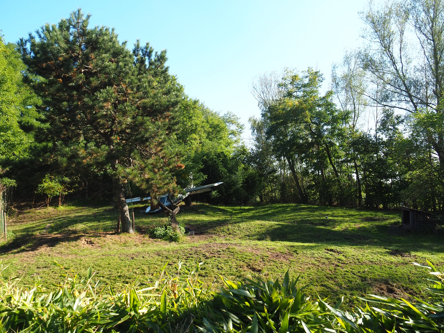 Vietnamese sika deer, Blackbuck and Reeves's muntjac paddock (Former African wild dog exhibit), 2022-10-09