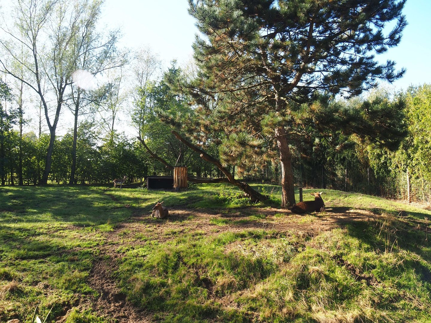 Vietnamese sika deer, Blackbuck and Reeves's muntjac paddock (Former African wild dog exhibit), 2022-10-09