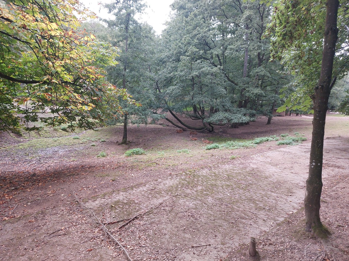 Vietnamese sika deer & blackbuck enclosure