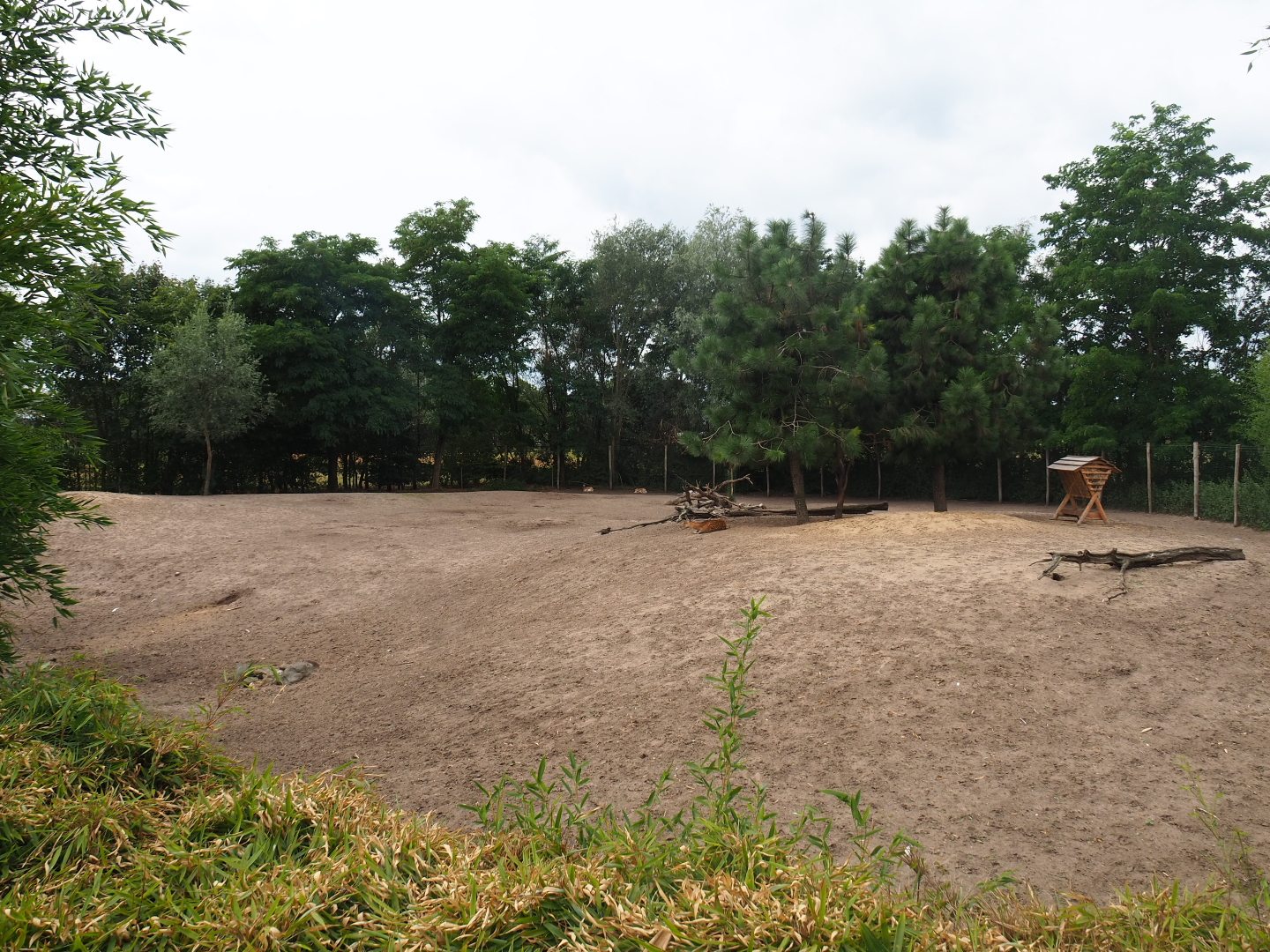 Vietnamese sika deer - Blackbuck - White-naped crane paddock, 2019-08-11