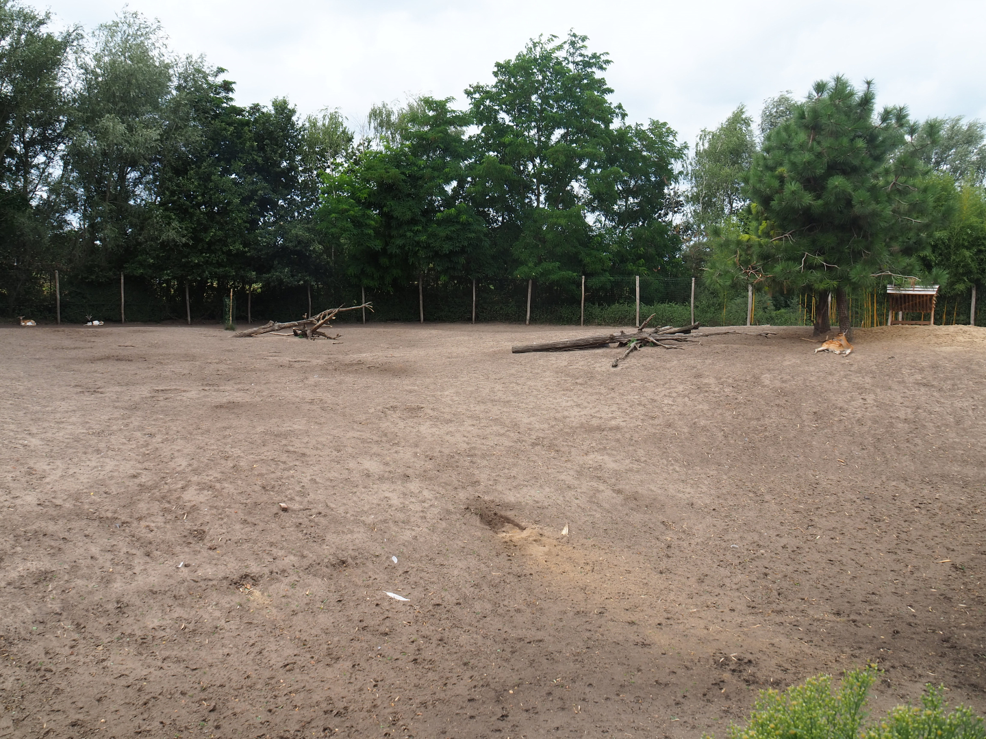 Vietnamese sika deer - Blackbuck - White-naped crane paddock, 2019-08-11