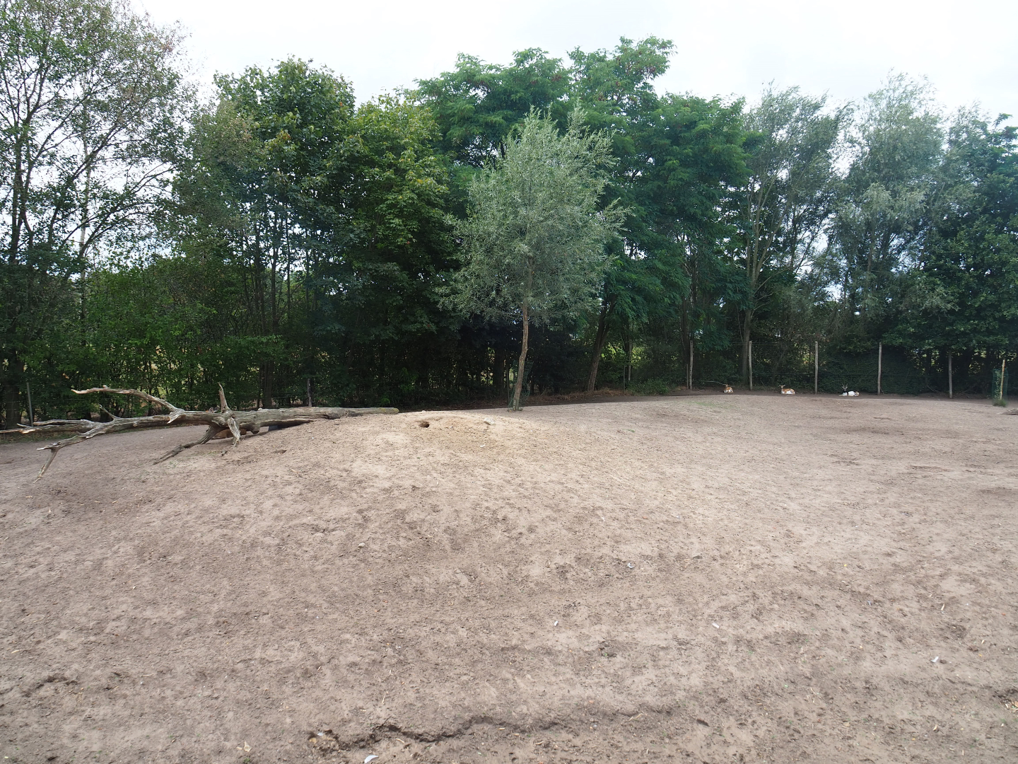 Vietnamese sika deer - Blackbuck - White-naped crane paddock, 2019-08-11