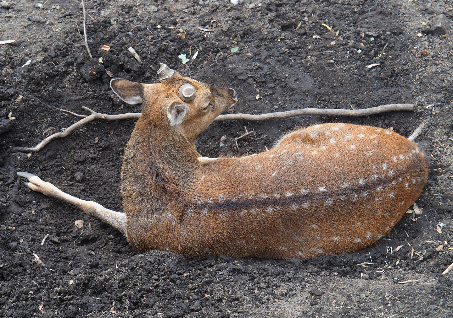 Vietnamese sika deer buck (Cervus nippon pseudaxis), 2019-08-11