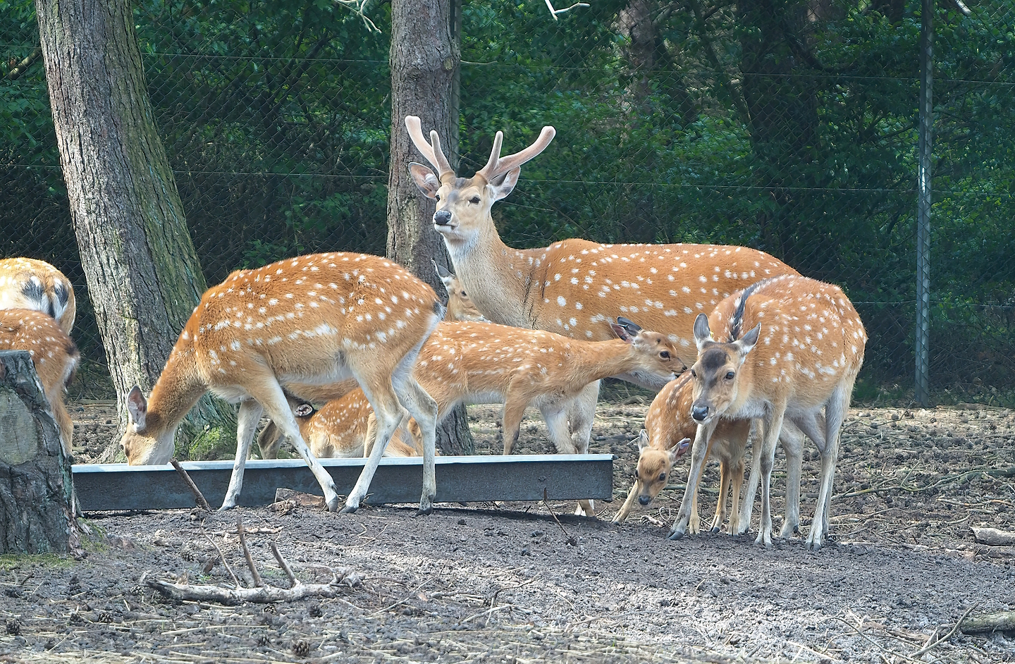 Vietnamese sika deer (Cervus hortulorum pseudaxis), 2022-06-12