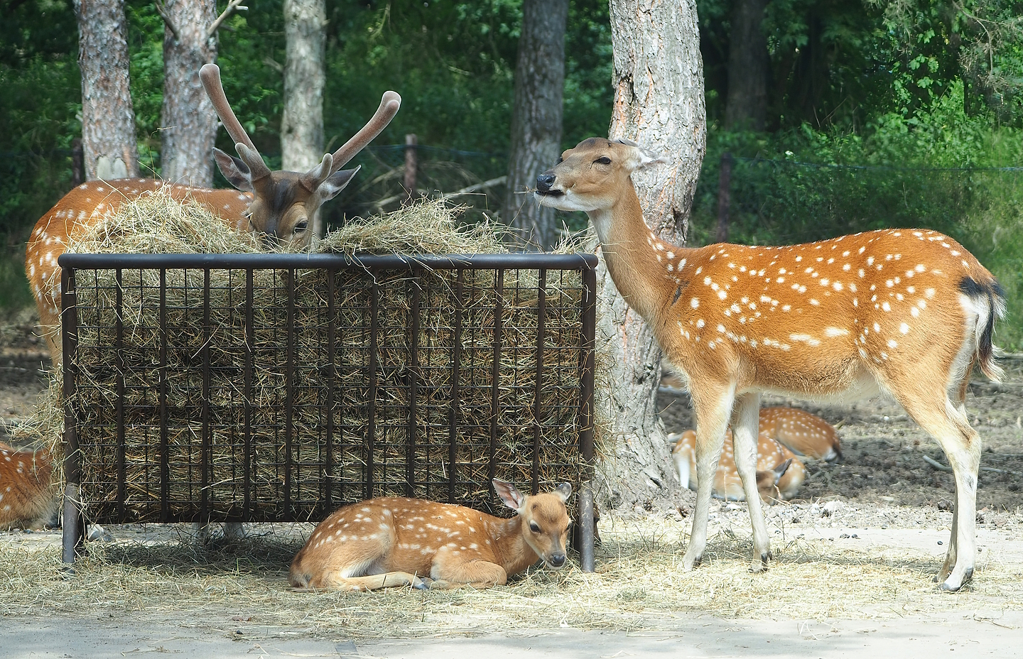Vietnamese sika deer (Cervus hortulorum pseudaxis), 2022-06-12