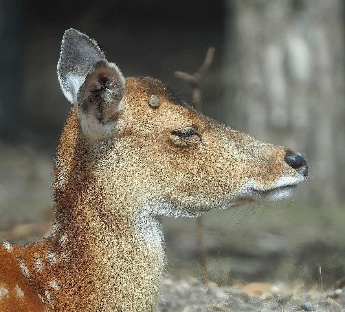 Vietnamese sika deer (Cervus hortulorum pseudaxis), 2022-06-12
