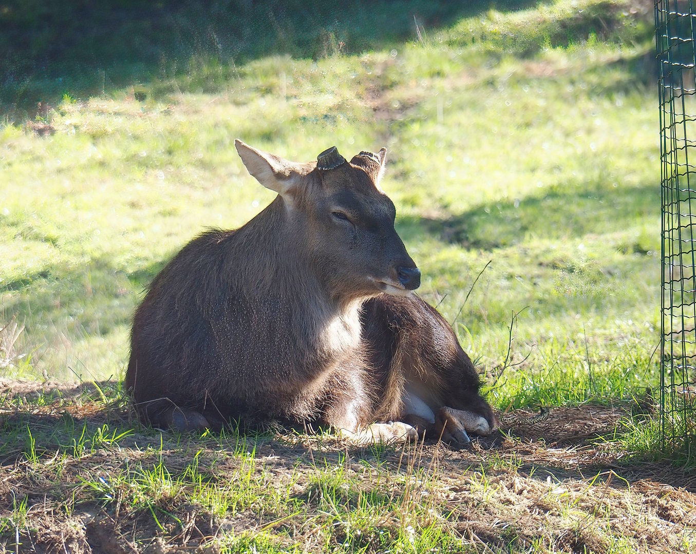 Vietnamese sika deer (Cervus hortulorum pseudaxis), 2022-10-09