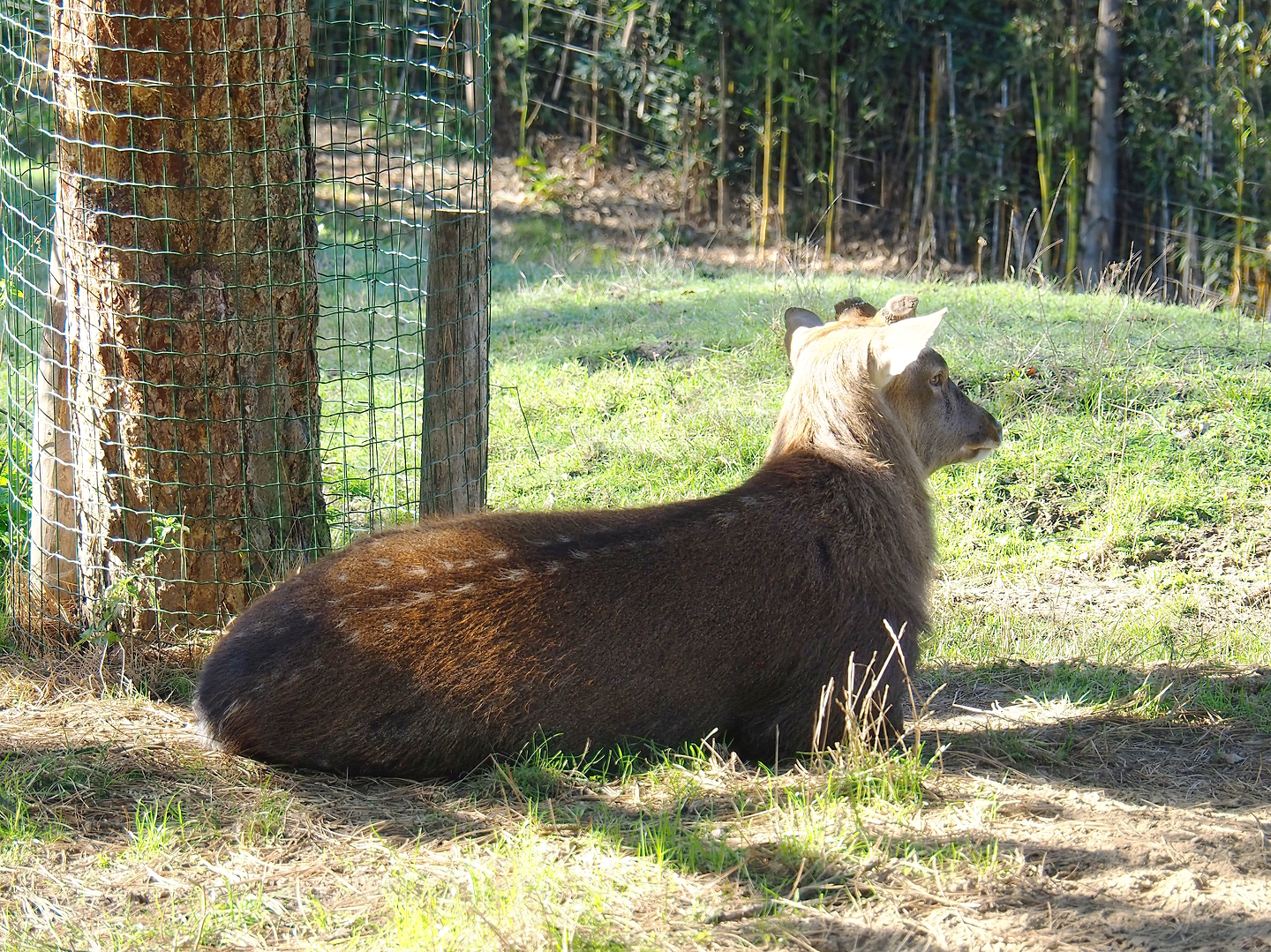 Vietnamese sika deer (Cervus hortulorum pseudaxis), 2022-10-09