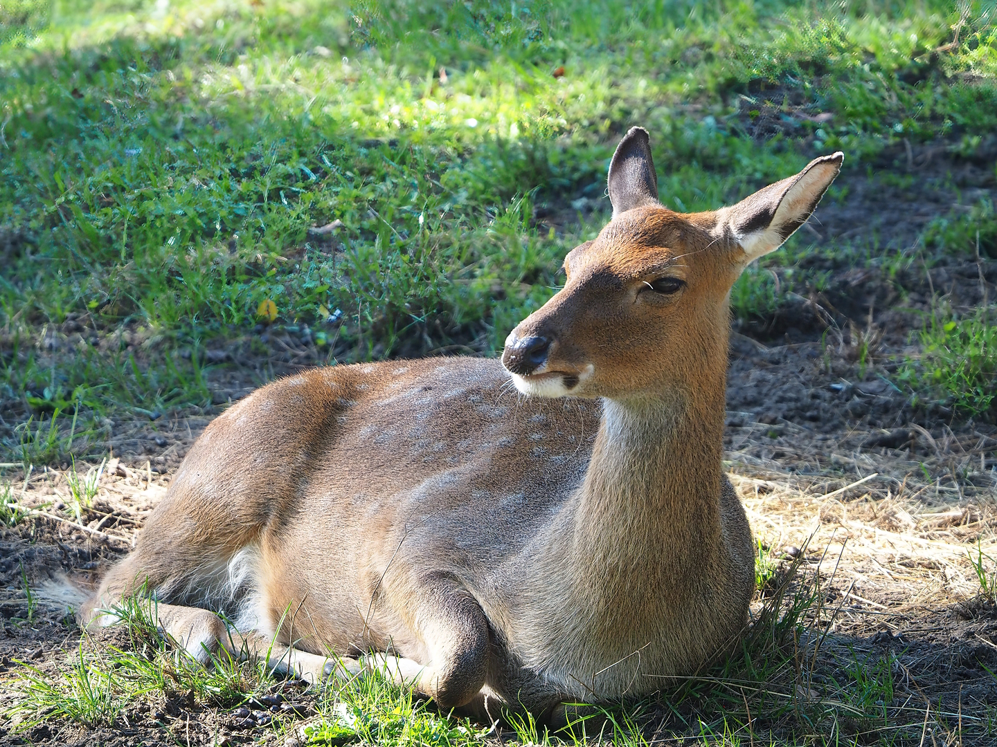 Vietnamese sika deer (Cervus hortulorum pseudaxis), 2022-10-09
