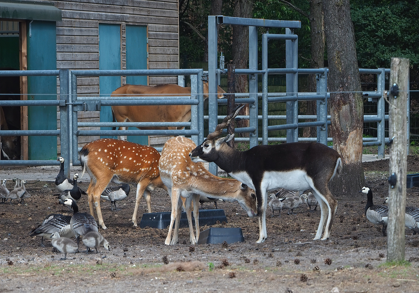 Vietnamese sika deer (Cervus hortulorum pseudaxis), Mesopotamian fallow deer (Dama mesopotamica) and Blackbuck (Antilope cervicapra), 2022-06-12