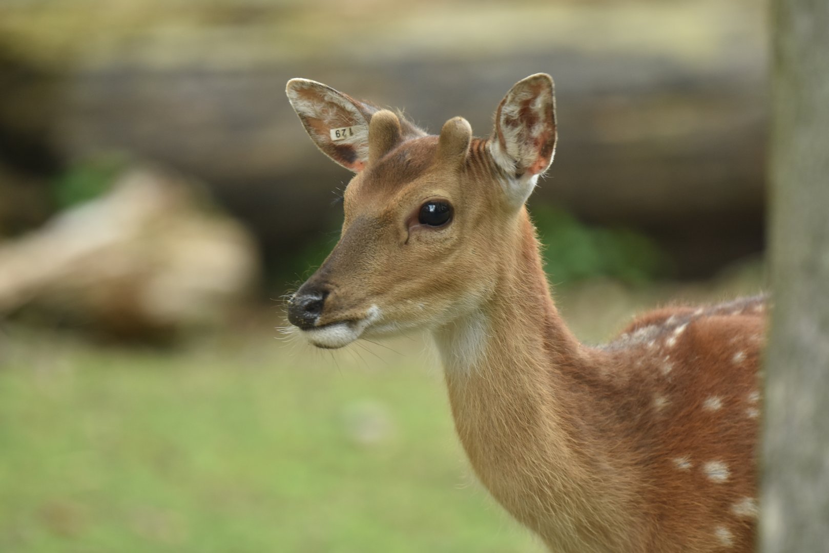 Vietnamese sika deer Cervus hortulorum pseudaxis