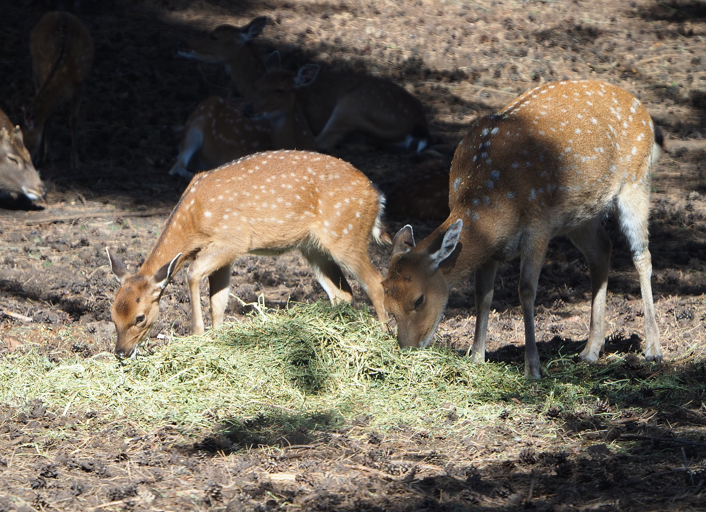 Vietnamese sika deer (Cervus nippon pseudaxis), 2019-09-15