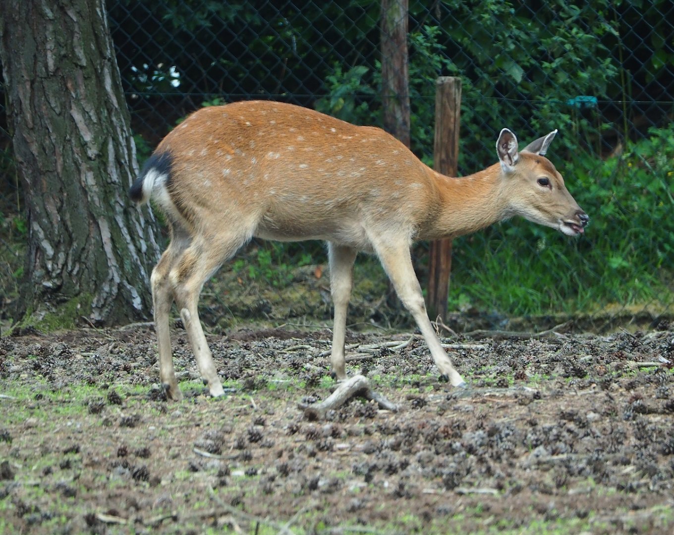 Vietnamese sika deer (Cervus nippon pseudaxis), 2023-08-15