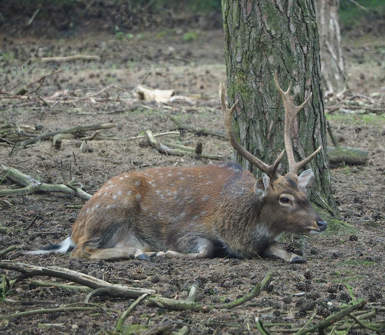 Vietnamese sika deer (Cervus nippon pseudaxis), 2023-08-15
