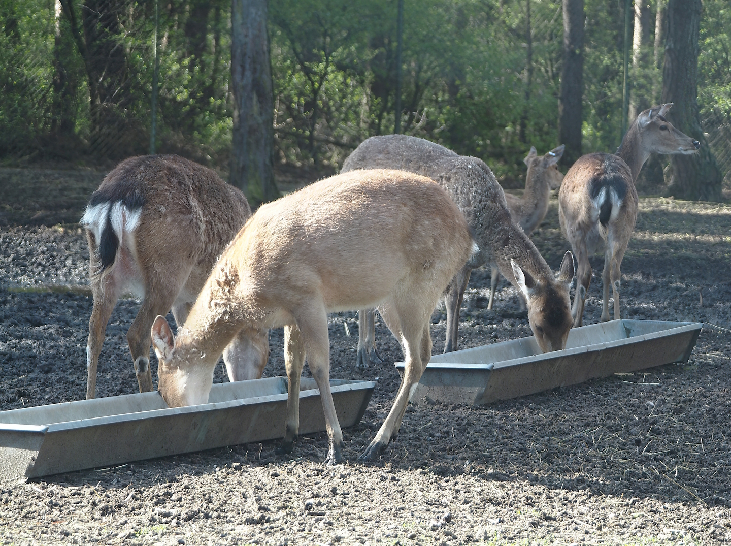 Vietnamese sika deer (Cervus nippon pseudaxis), 2024-04-06