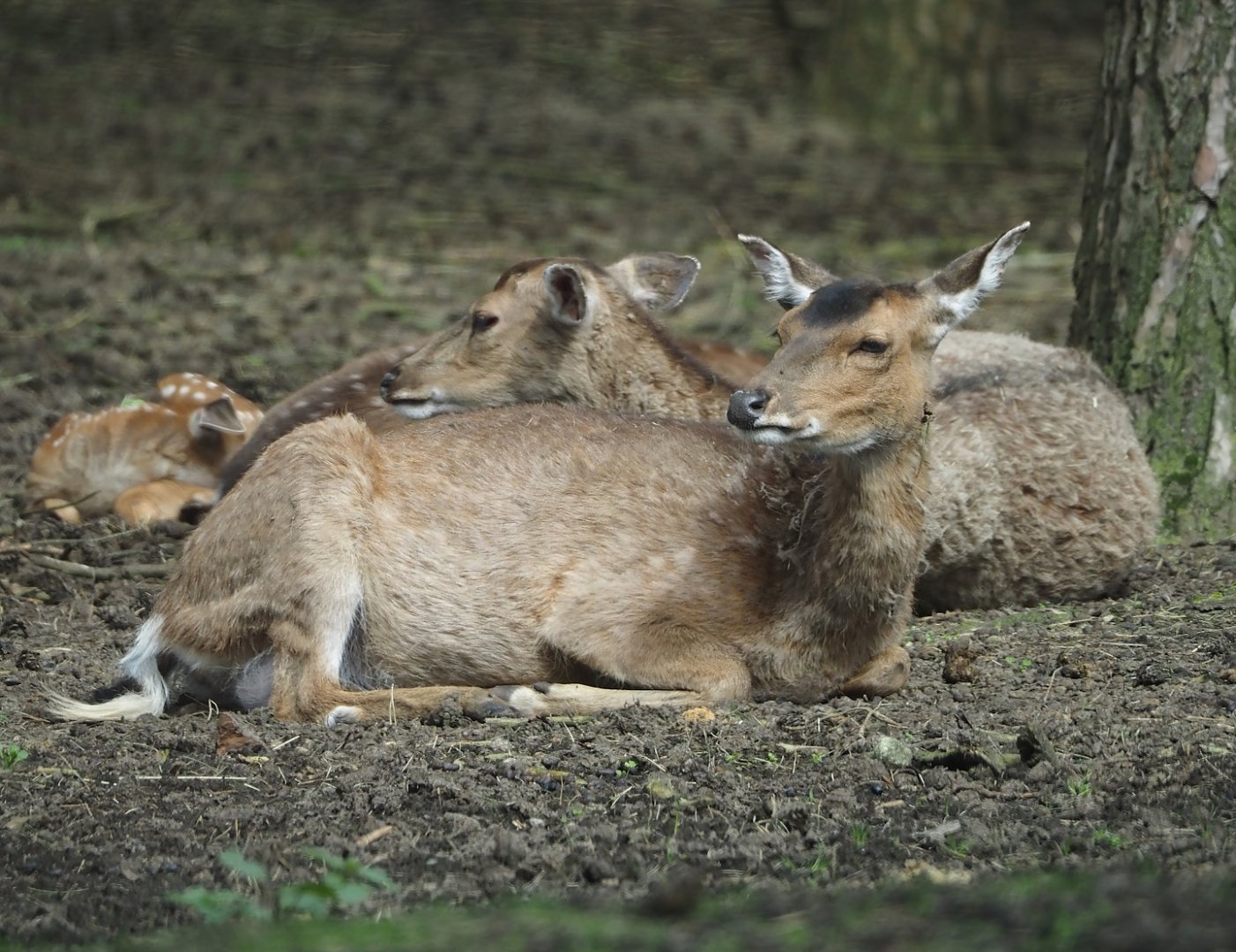 Vietnamese sika deer (Cervus nippon pseudaxis), 2024-04-06