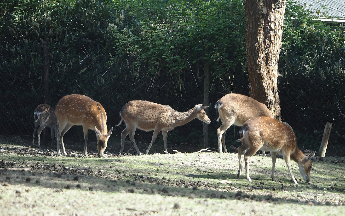 Vietnamese sika deer (Cervus nippon pseudaxis), 2025-04-30