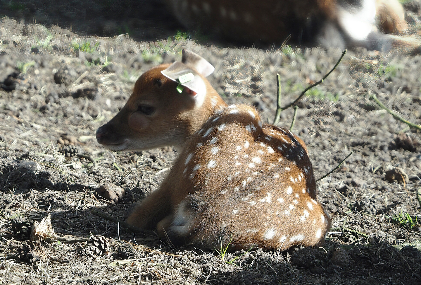 Vietnamese sika deer (Cervus nippon pseudaxis) fawn, 2024-04-06