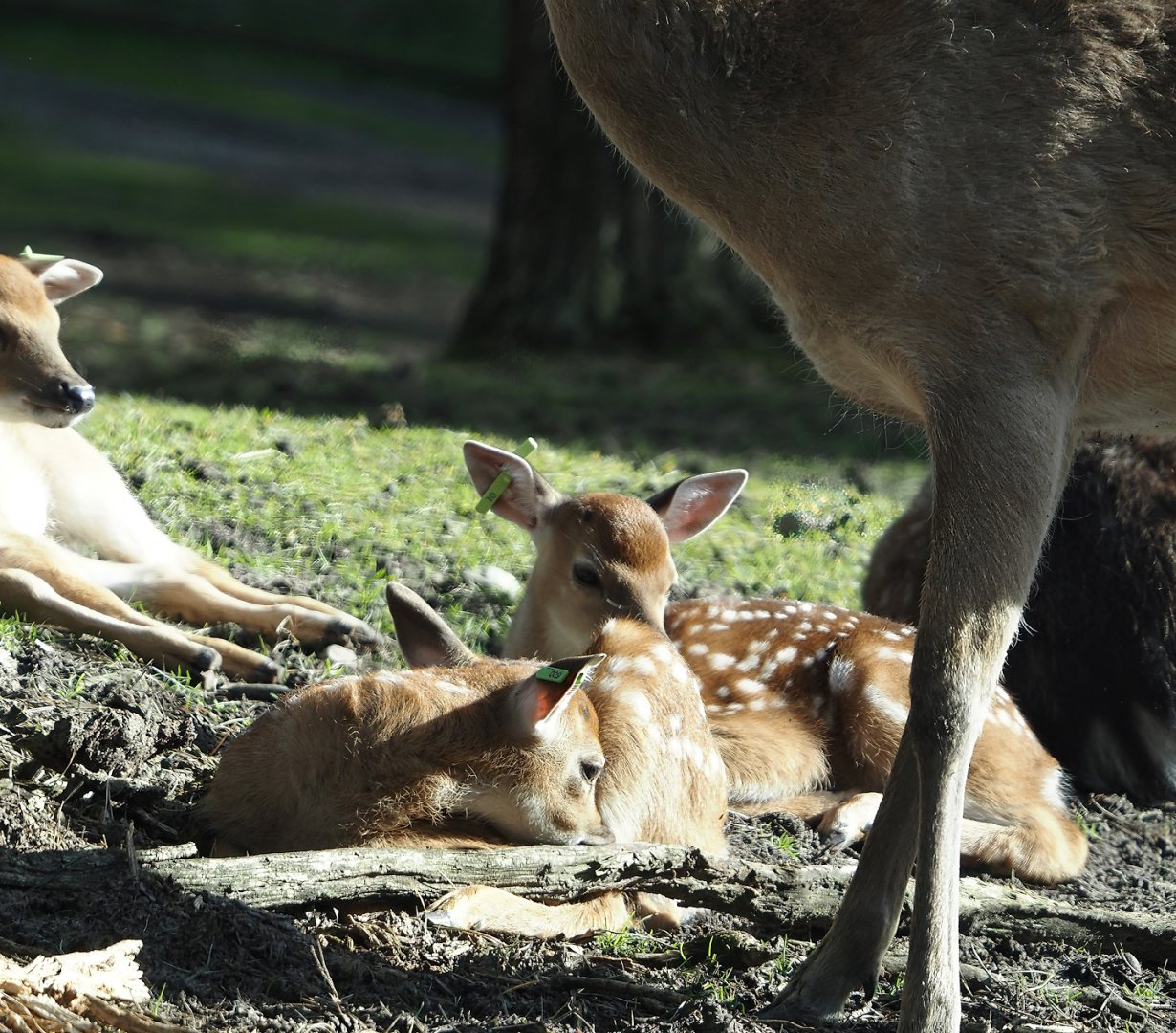 Vietnamese sika deer (Cervus nippon pseudaxis) fawns, 2024-04-06