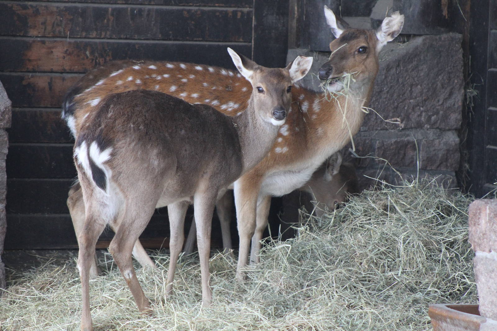 Vietnamese Sika Deer (Cervus nippon pseudaxis)