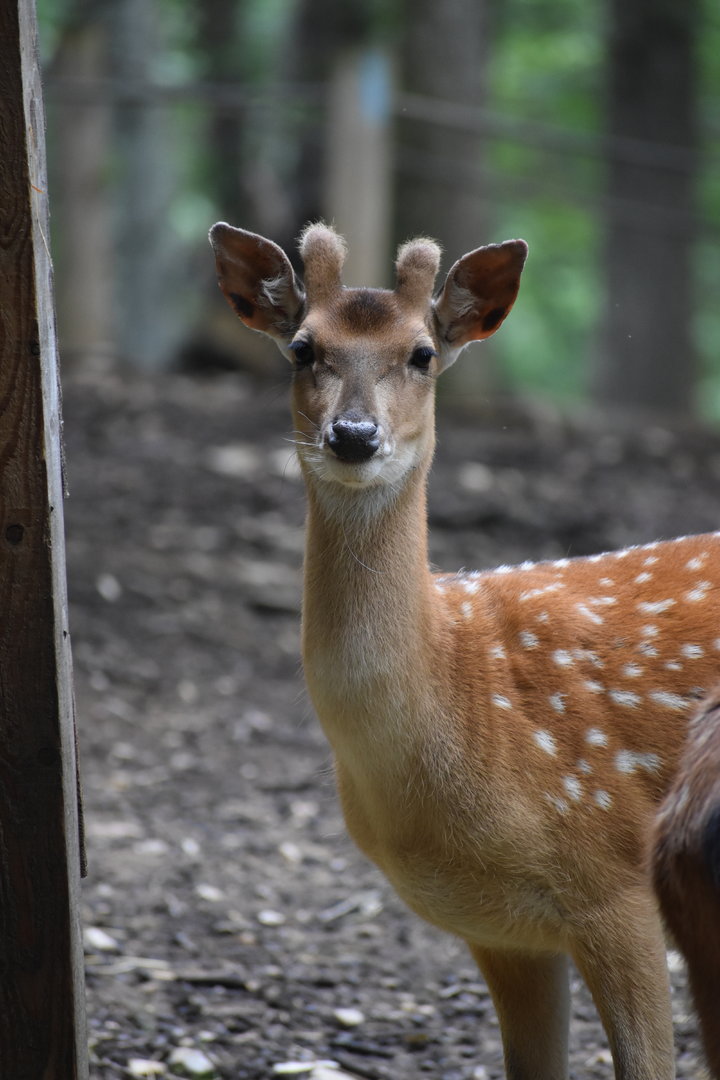 Vietnamese sika deer - Cervus nippon pseudaxis