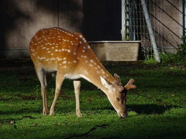 Vietnamese sika deer (Cervus nippon pseudaxis)