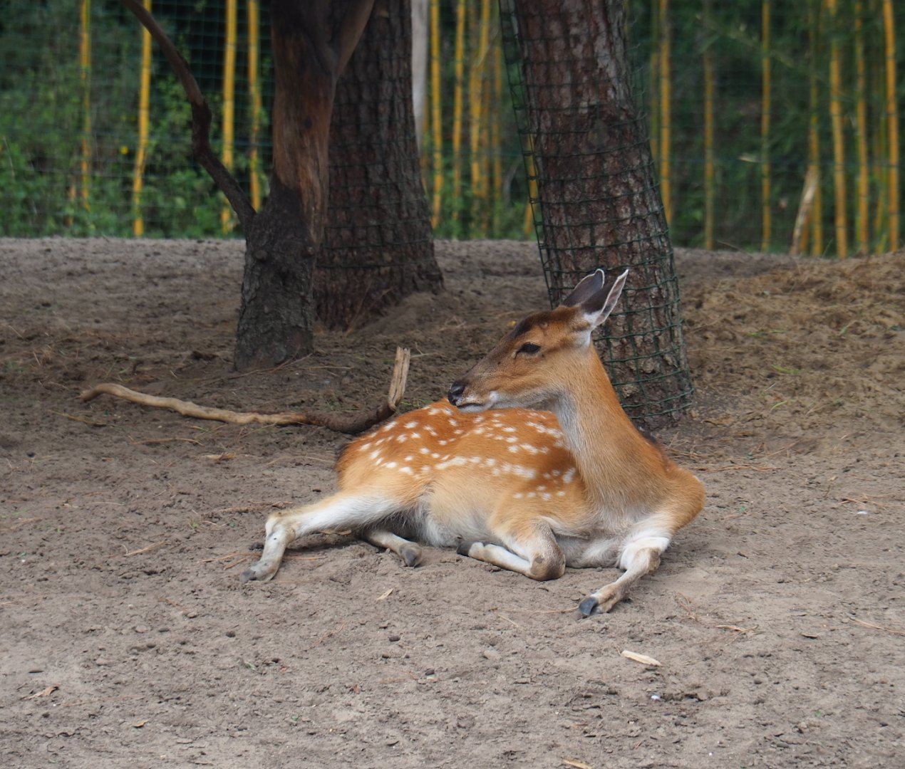 Vietnamese sika deer doe (Cervus nippon pseudaxis), 2019-08-11