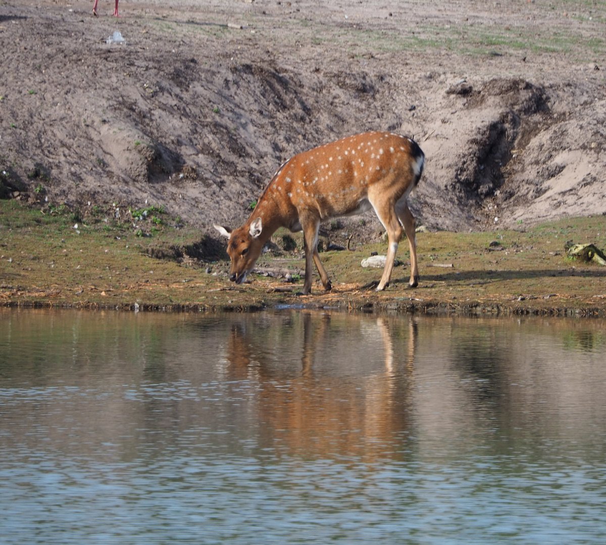 Vietnamese sika deer doe (Cervus nippon pseudaxis) drinking from the safari boat canal, 2019-09-15